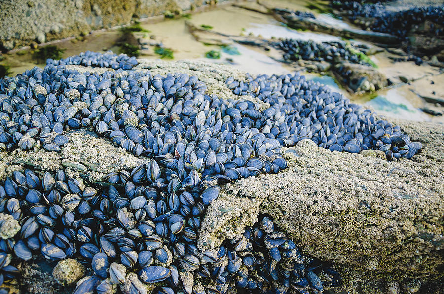 Summer Photograph - Shells by Edyta K Photography