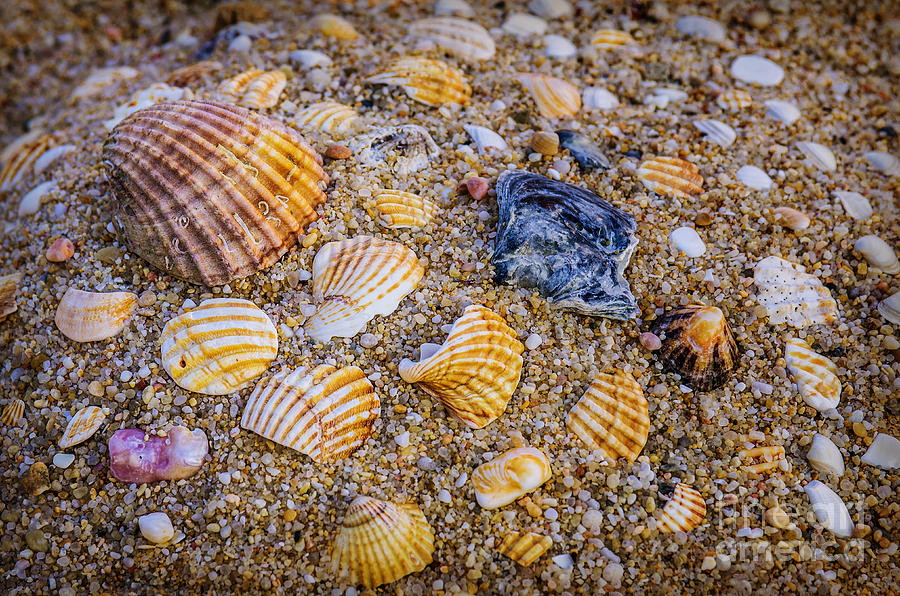 Shells Fragments Photograph by Carlos Caetano