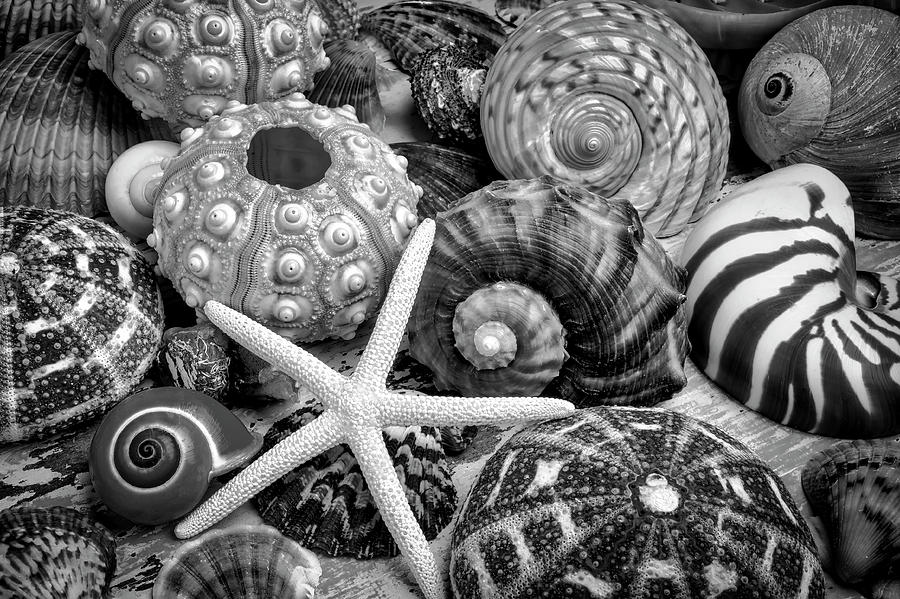 Shells From The Beach Black And White Photograph by Garry Gay