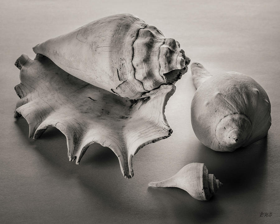 Shells III Toned Photograph by David Gordon