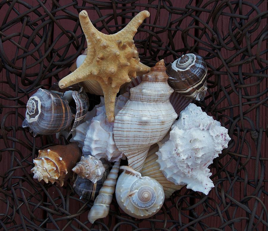 Shells In A Basket ll Photograph by Marsha Heiken