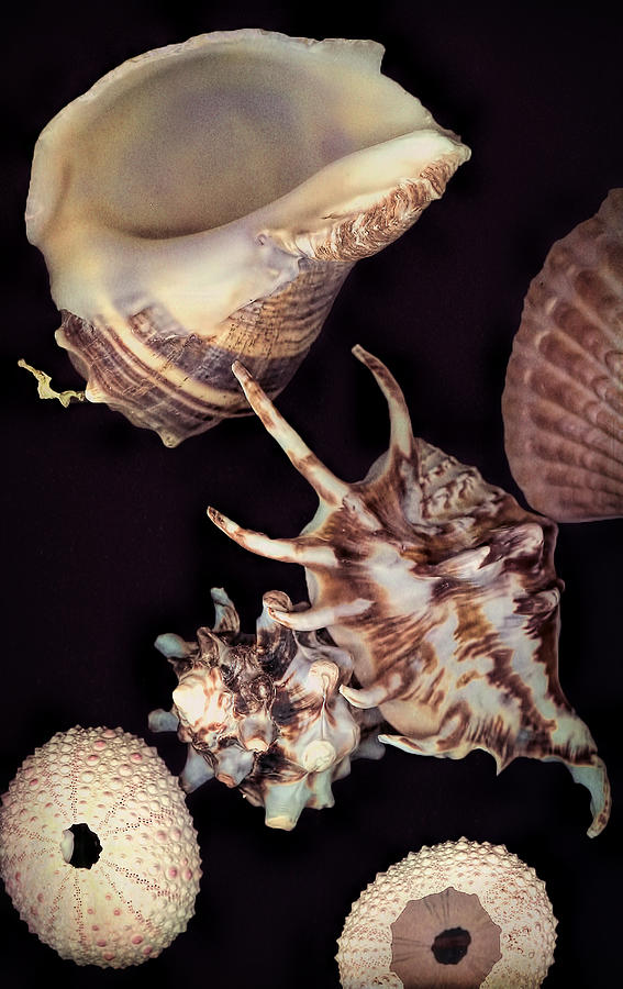 Shells in Nature Digital Art by Cathy Anderson