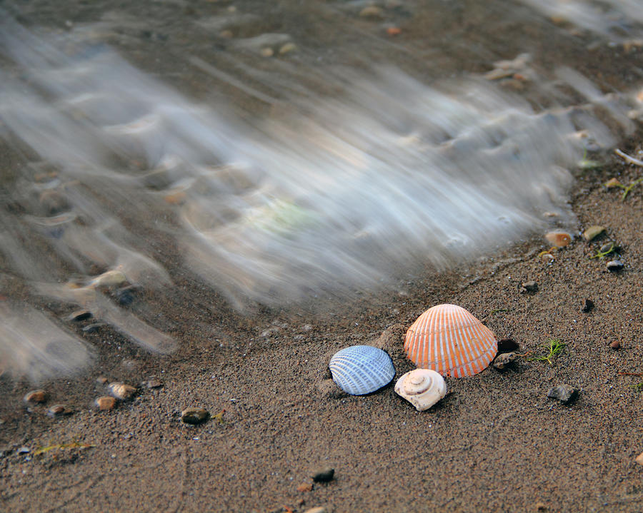 Shells in the Sand Photograph by Angela Murdock