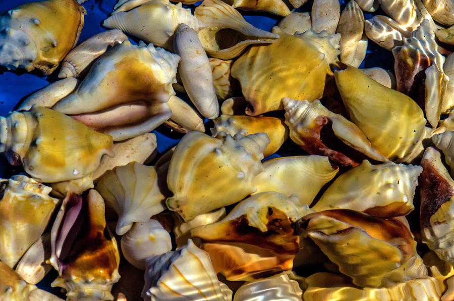 Shells In The Water Photograph by Wolfgang Stocker