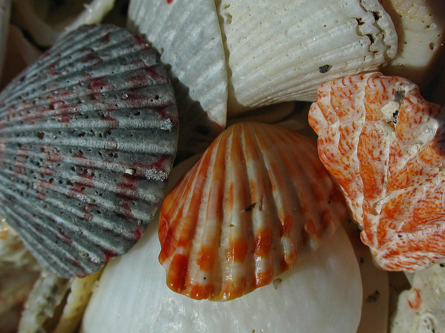 Shells Photograph by Juergen Roth