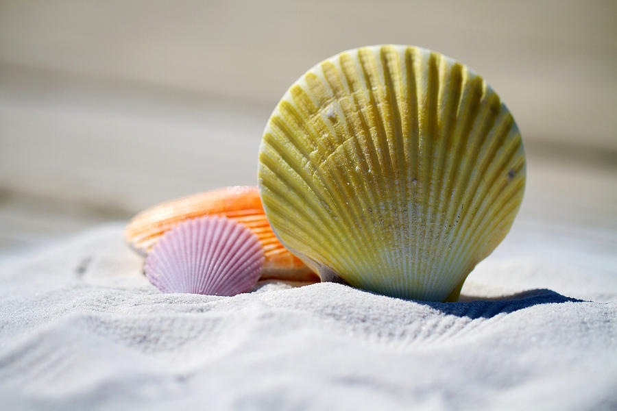 Shells Photograph by Julia Roman