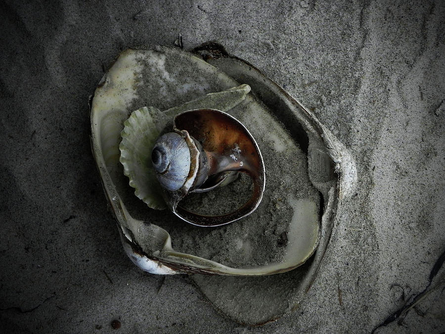 Shells Photograph by Kathleen Moroney