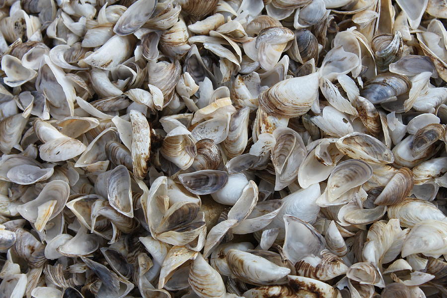 Shells Photograph by Lauri Novak