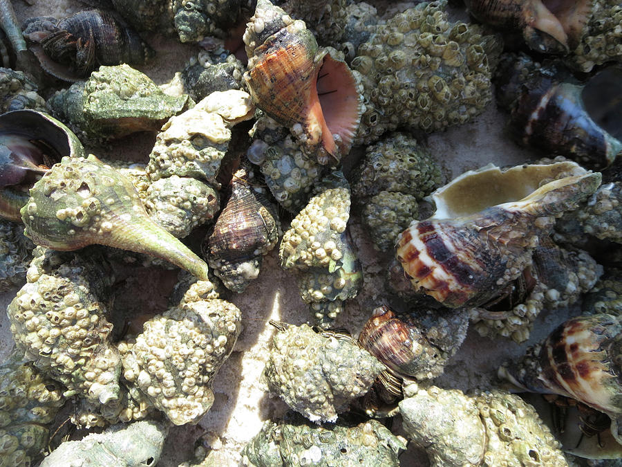 Shells by MaryAnn Barry Shells by MaryAnn Barry