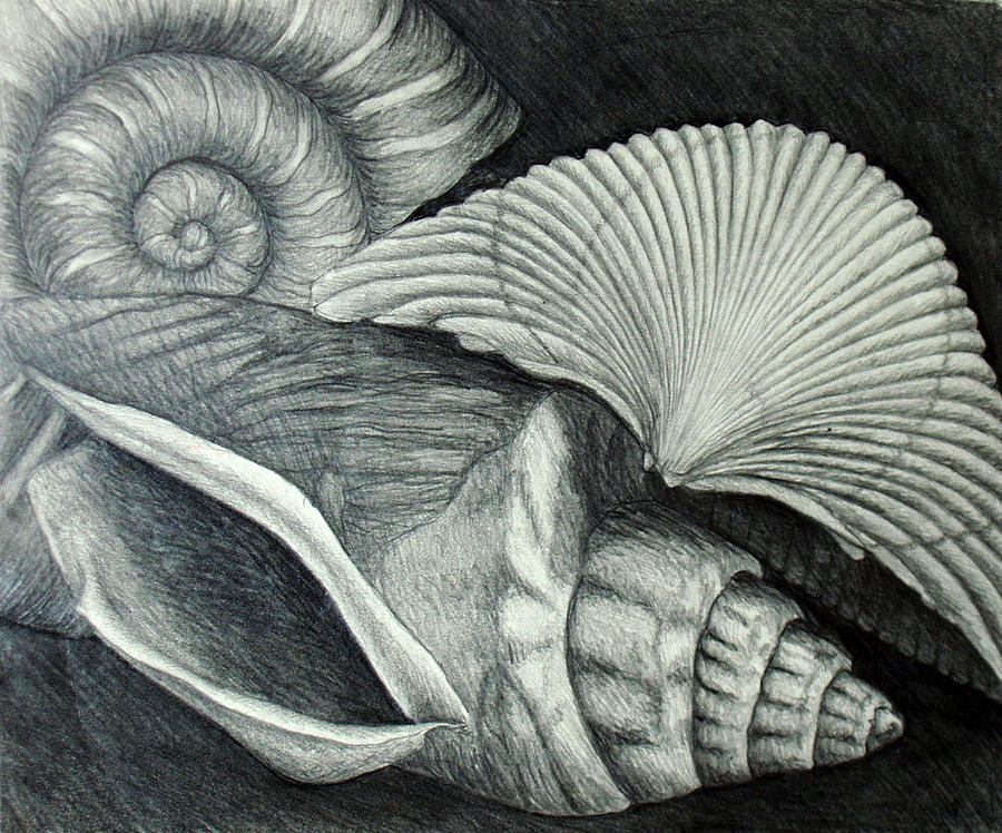 Shells Drawing by Nancy Mueller