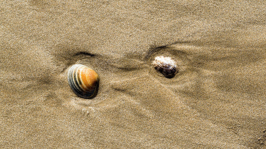 Shells on Beach Photograph by Steven Ralser