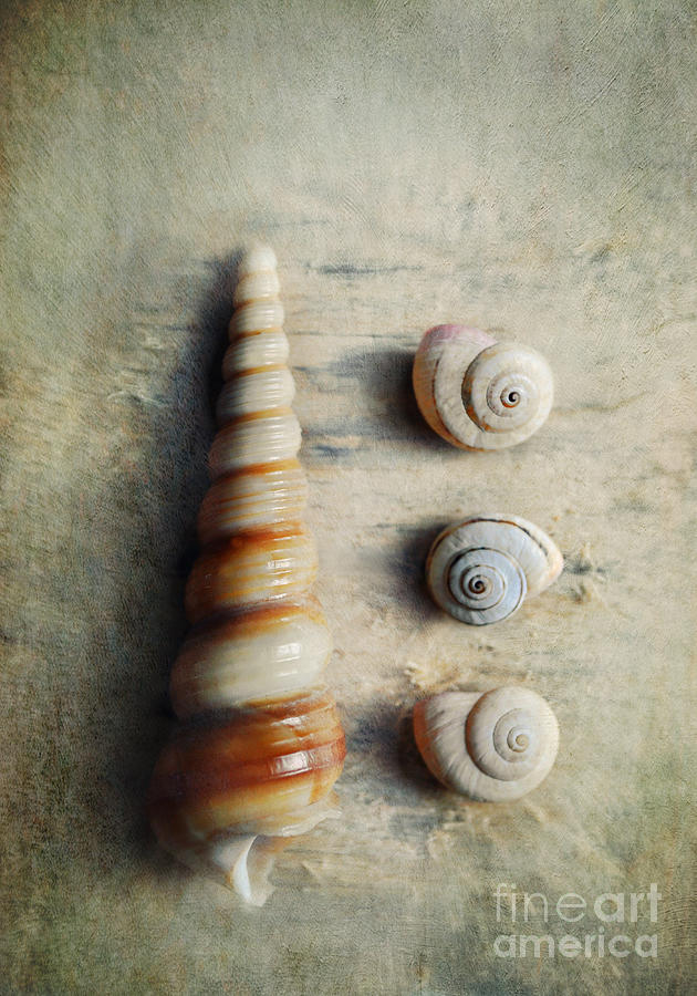 Shells on beach wood Photograph by Lyn Randle