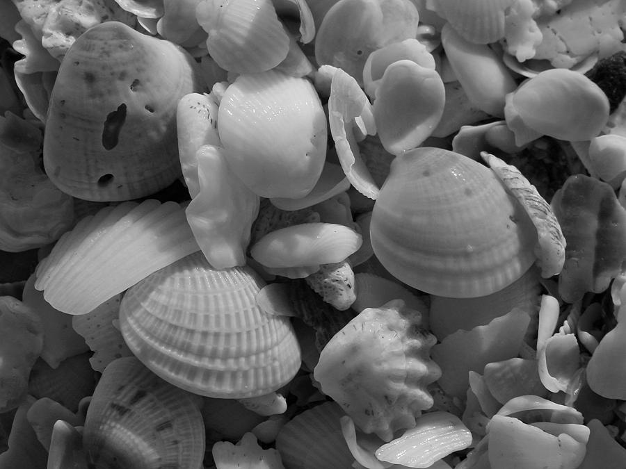 Shells on Bowman Beach Photograph by Juergen Roth