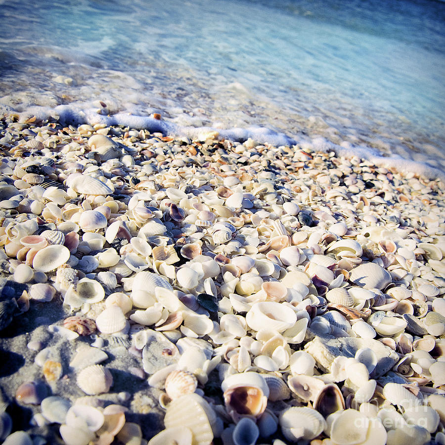 Shells on shore Photograph by Linda Olsen