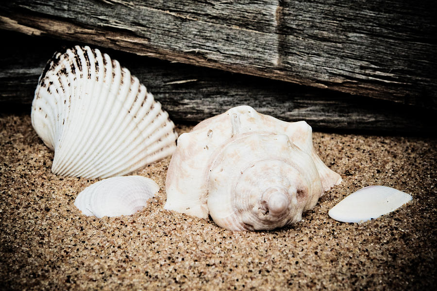 Summer Photograph - Shells on the Beach by Dave Hahn