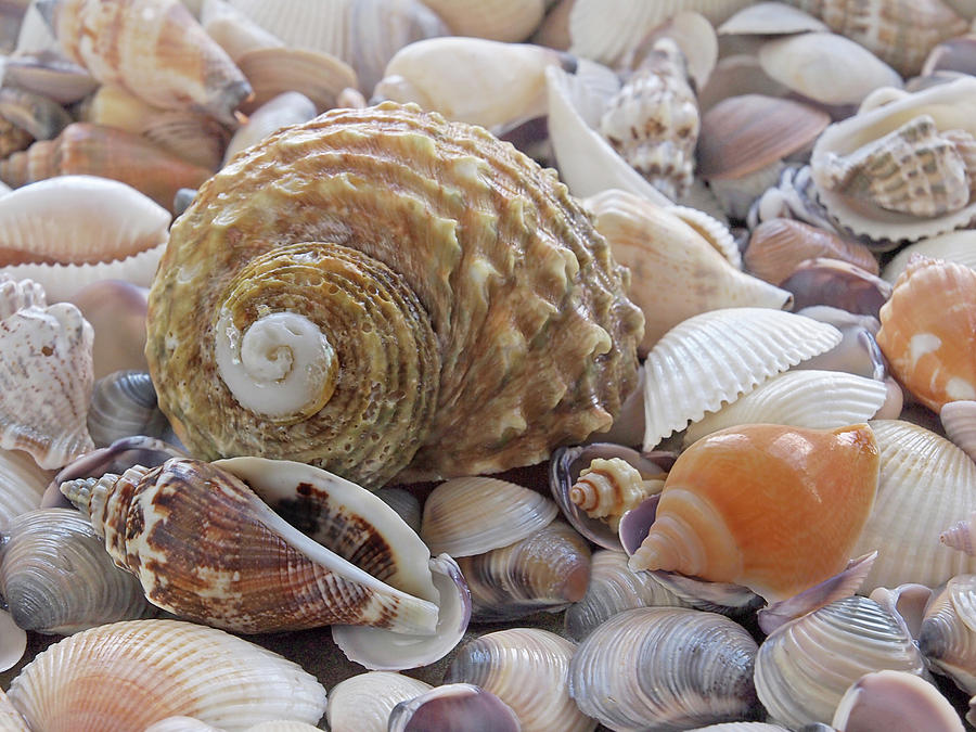 Shells On The Beach Photograph by Gill Billington
