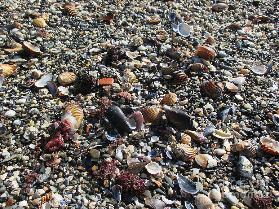 Shells on the beach in Benalmadena Photograph by Chani Demuijlder