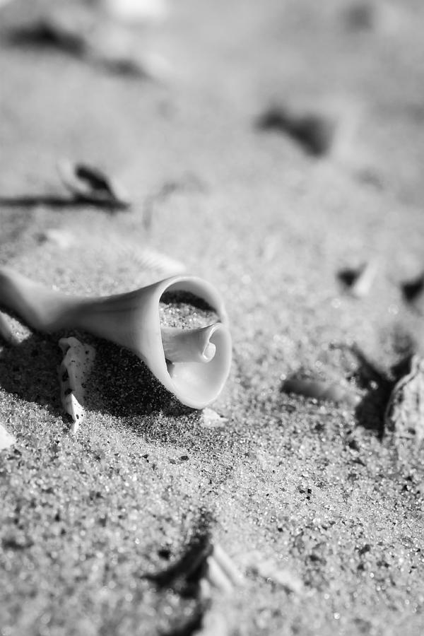 Shells on the Beach Photograph by Joni Eskridge