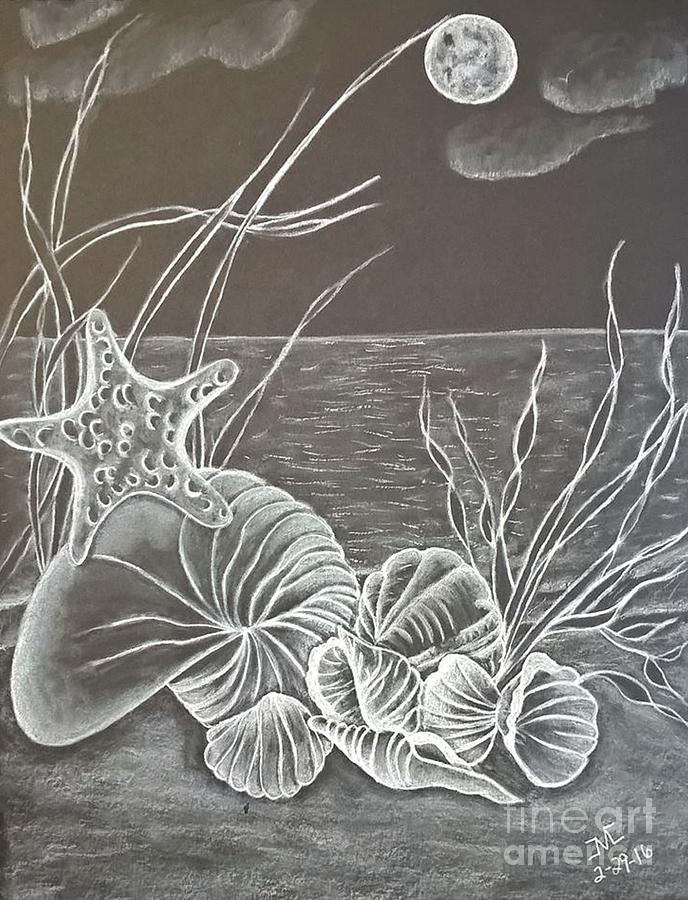 pencil drawings of seashells