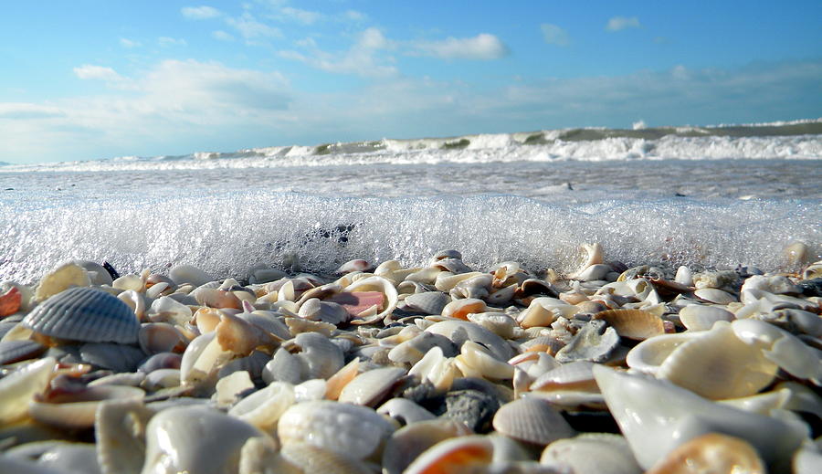 Shells on the Beach Photograph by Sean Allen
