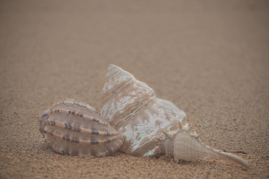 Shells on the Beach Photograph by Teresa Wilson