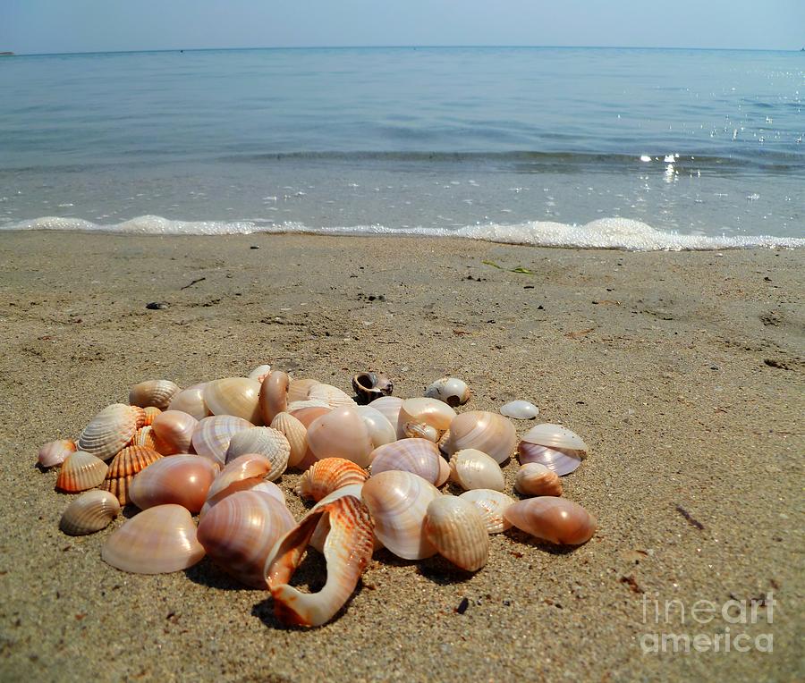 Shells on the Beach Photograph by Vicki Spindler