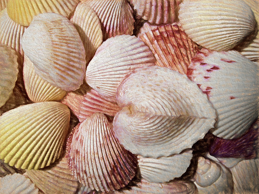 Shells Painterly Photograph by Mary Bedy
