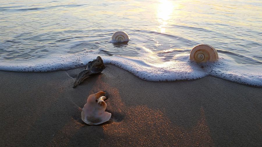 Shell Photograph - Shells Seashore Sunrise by Robert Banach
