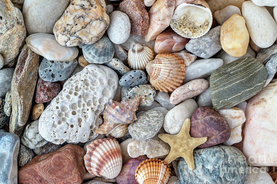 Shells, starfish and pebble stones Photograph by Michal Boubin