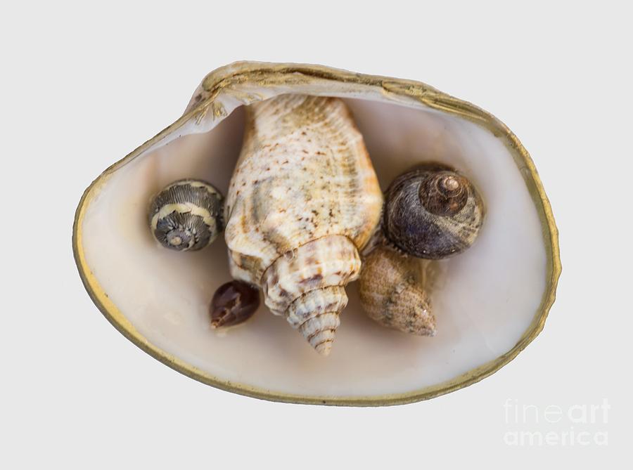 Shells Within a Sea Shell by Em Witherspoon Shells Within a Sea Shell by Em Witherspoon