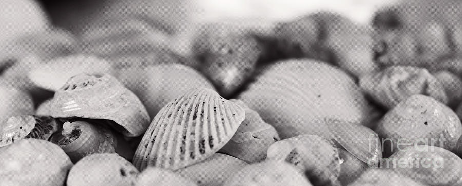 Shells XV Photograph by Cassandra Buckley