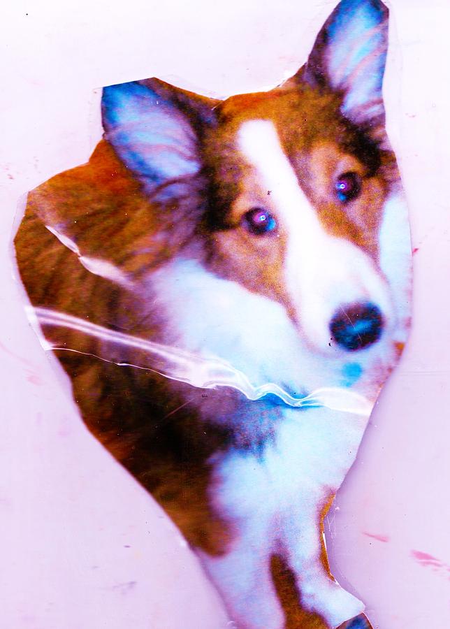 Doggie Photograph - Shelly by Anne-elizabeth Whiteway