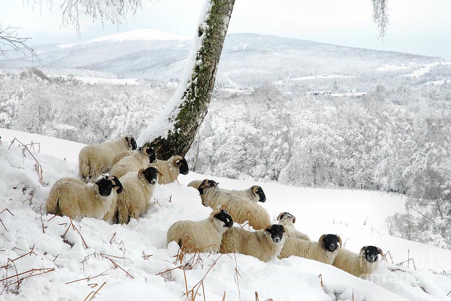 Christmas Photograph - Sheltering Flock by John Kelly