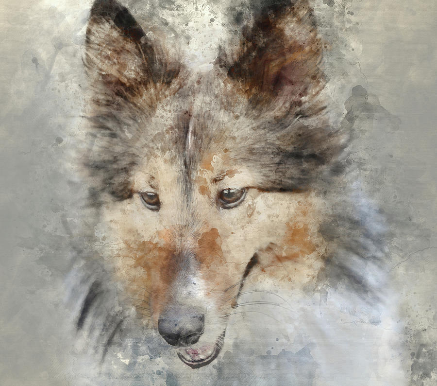 Dog Photograph - Sheltie - Digital Art Watercolor by Brandon Bourdages Dog Photograph - Sheltie - Digital Art Watercolor by Brandon Bourdages