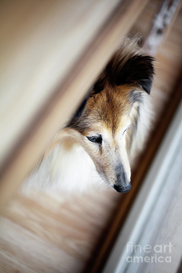Sheltie looking outside Photograph by Kati Finell