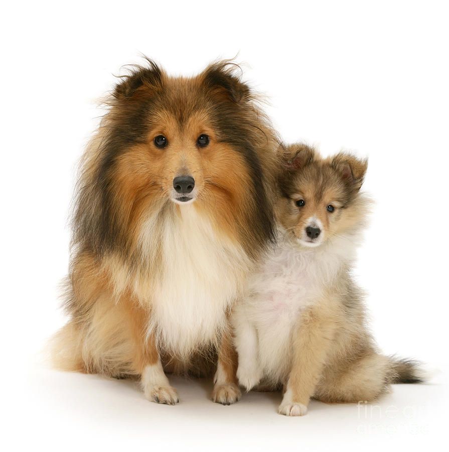 Sheltie mother and pup Photograph by Warren Photographic