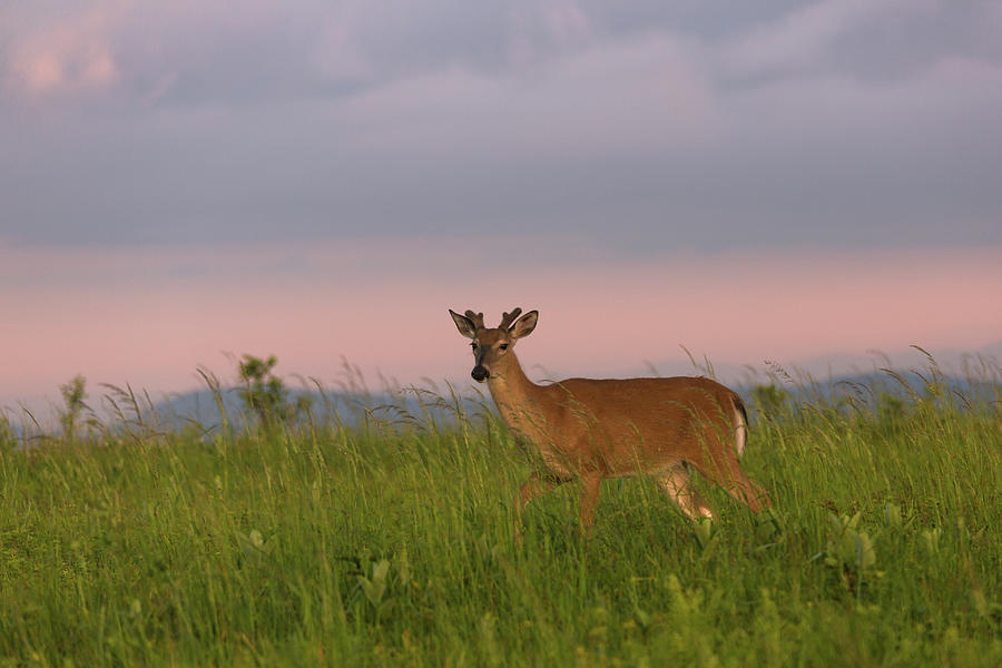 Shenandoah Buck at Dawn Photograph by Jemmy Archer