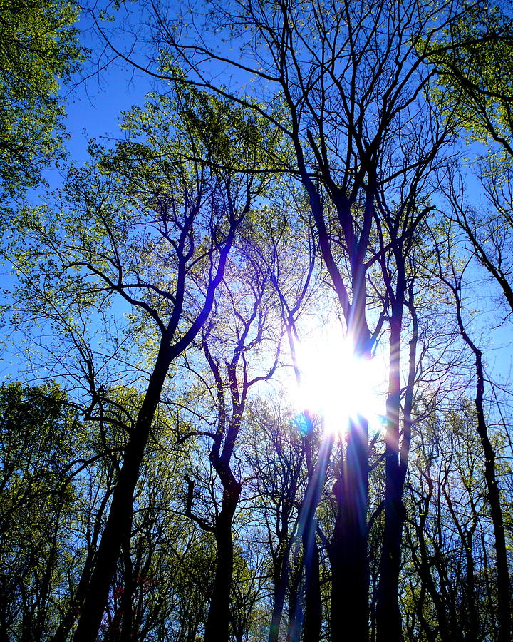 Shenandoah Spring Trees Photograph by Katy Hawk