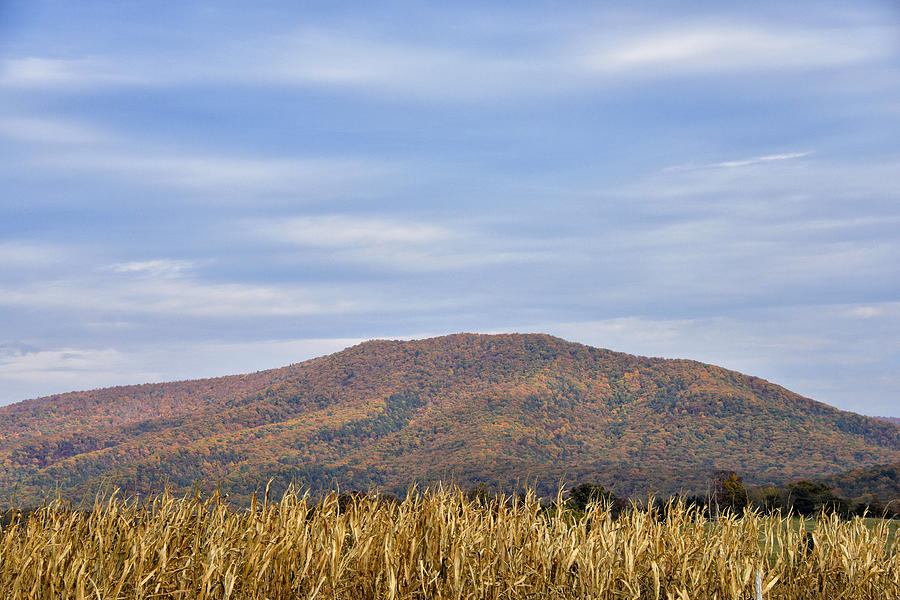 Mountain Photograph - Shenandoah Valley Autumn Cornfields - Virginia by Brendan Reals