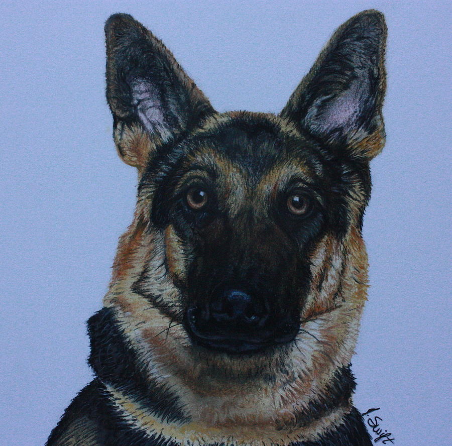 Shep Painting by Jerry Swift - Fine Art America