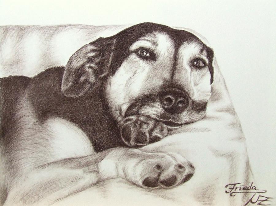 Dog Drawing - Shepherd Dog Frieda by Nicole Zeug