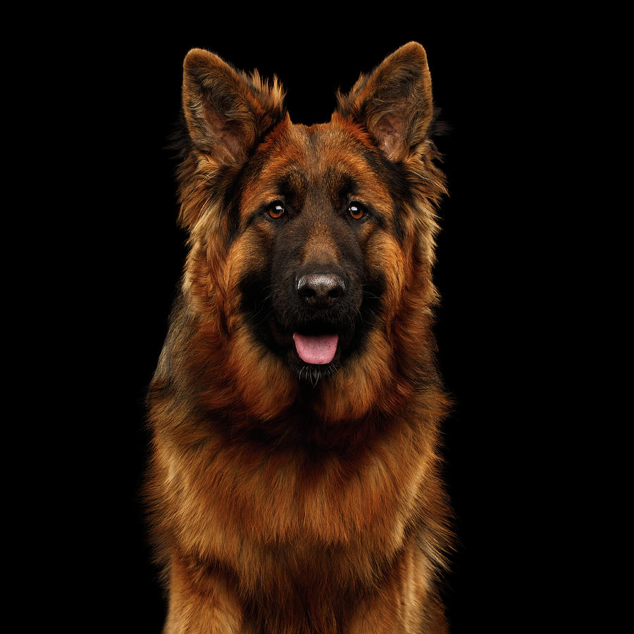 Shepherd dog long-haired Photograph by Sergey Taran