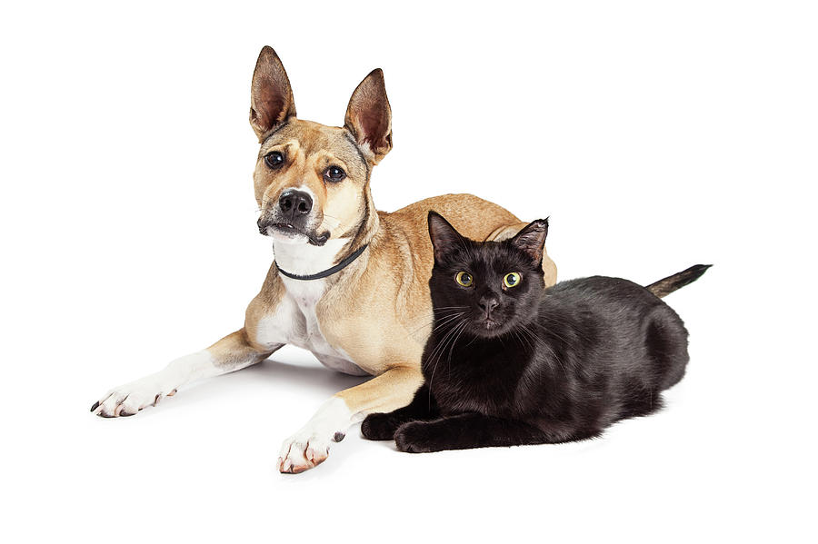 Animal Photograph - Shepherd Mix Dog and Black Cat Laying Together by Good Focused