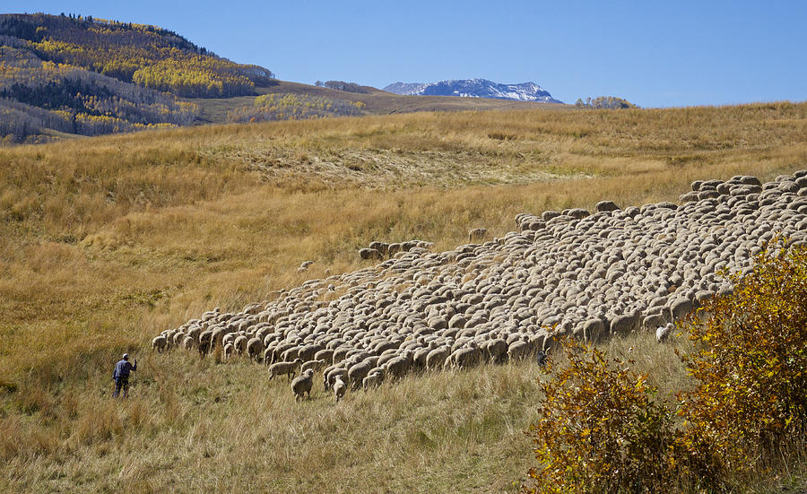 Shepherd Moving the Flock - Telluride Colorado Photograph by Mary Lee Dereske