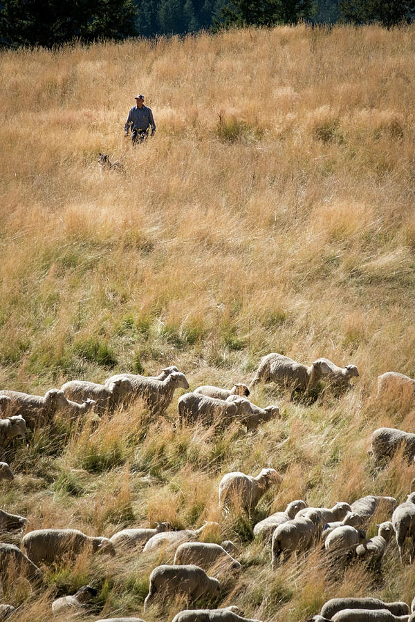 Shepherd Tending Sheep in Colorado Photograph by Mary Lee Dereske