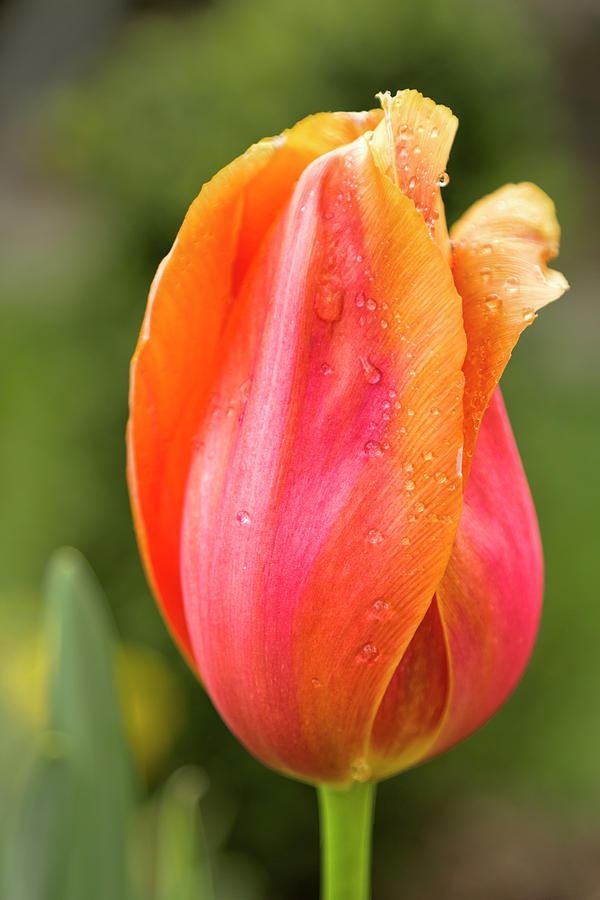 Sherbet Tulip Photograph by Jemmy Archer