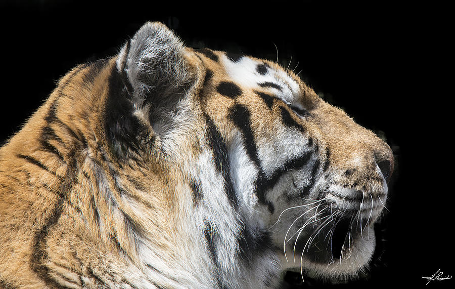 Tiger Photograph - Shere Khan by Phil And Karen Rispin