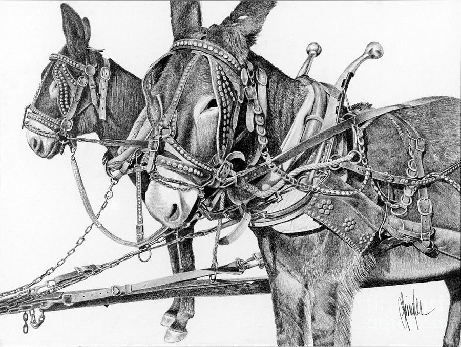 Animal Drawing - Sheriff Brownlowes Mules by Gaylon Dingler