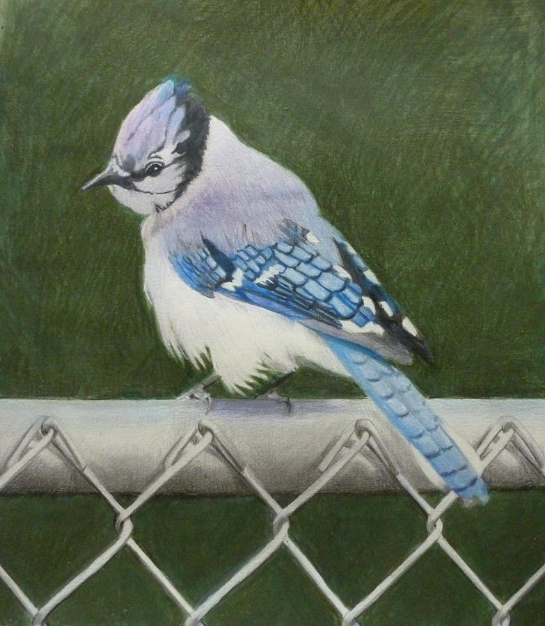 Sherries Bluejay Painting by Constance DRESCHER