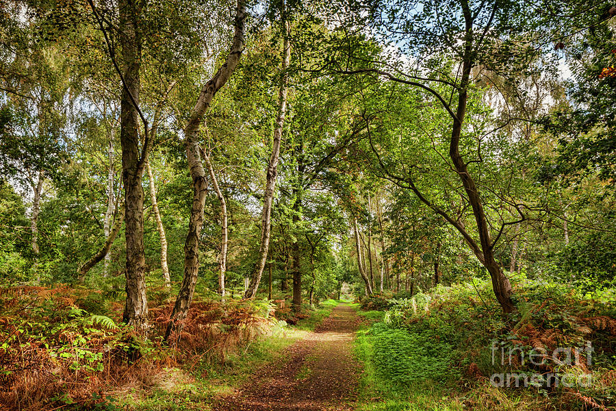 Sherwood Forest, England Photograph by Colin and Linda McKie